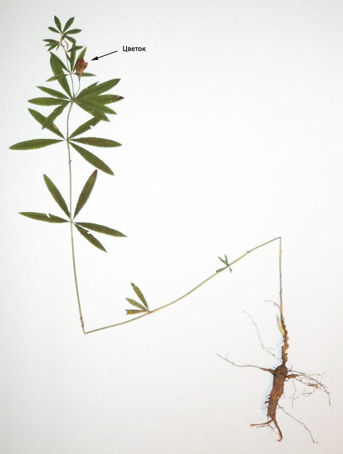 Image of Trifolium spryginii specimen.