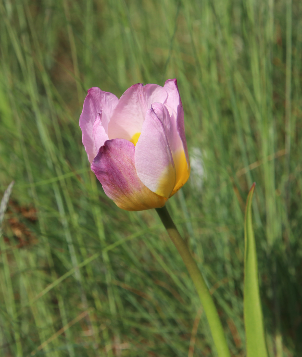 Изображение особи Tulipa saxatilis.