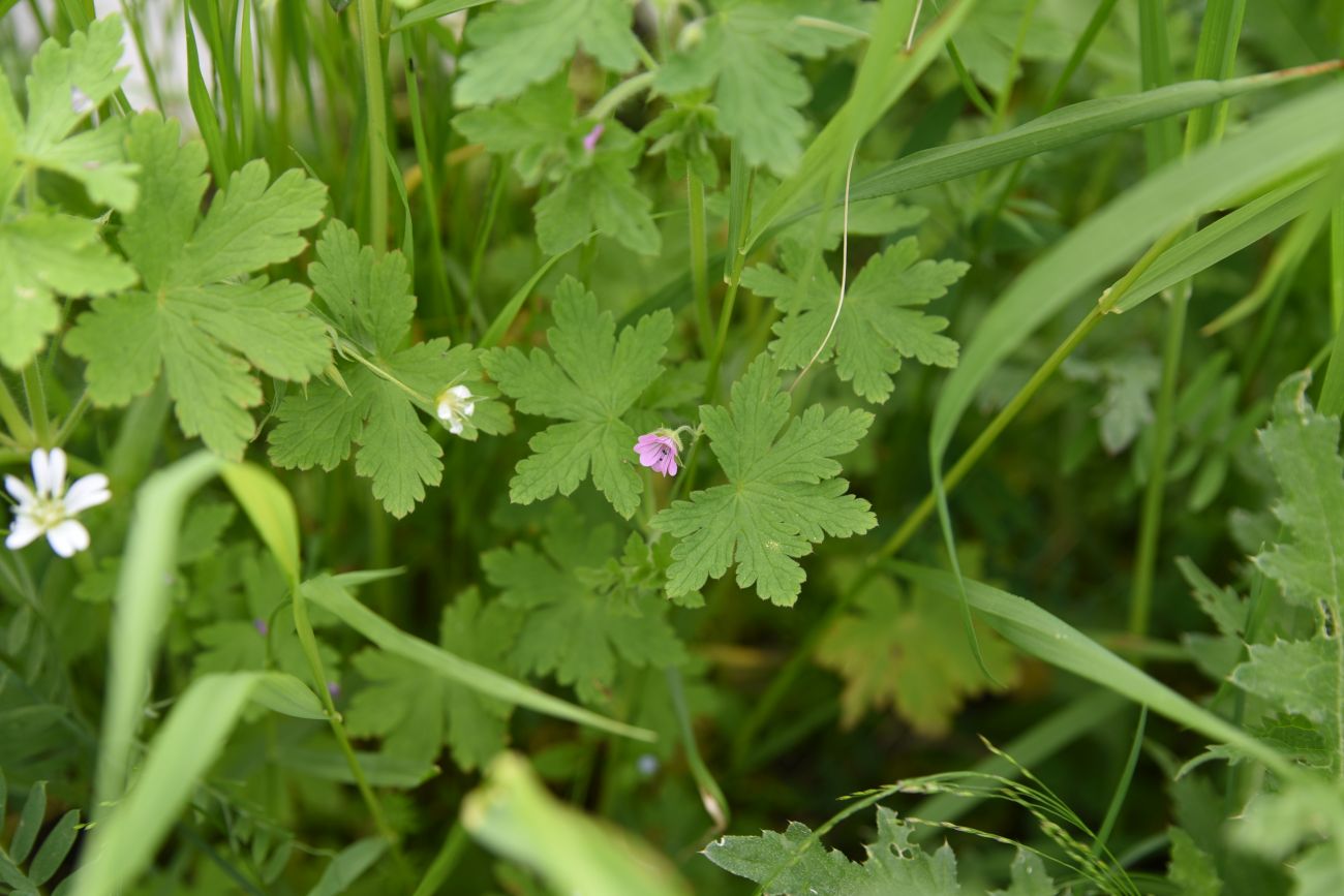 Изображение особи Geranium divaricatum.