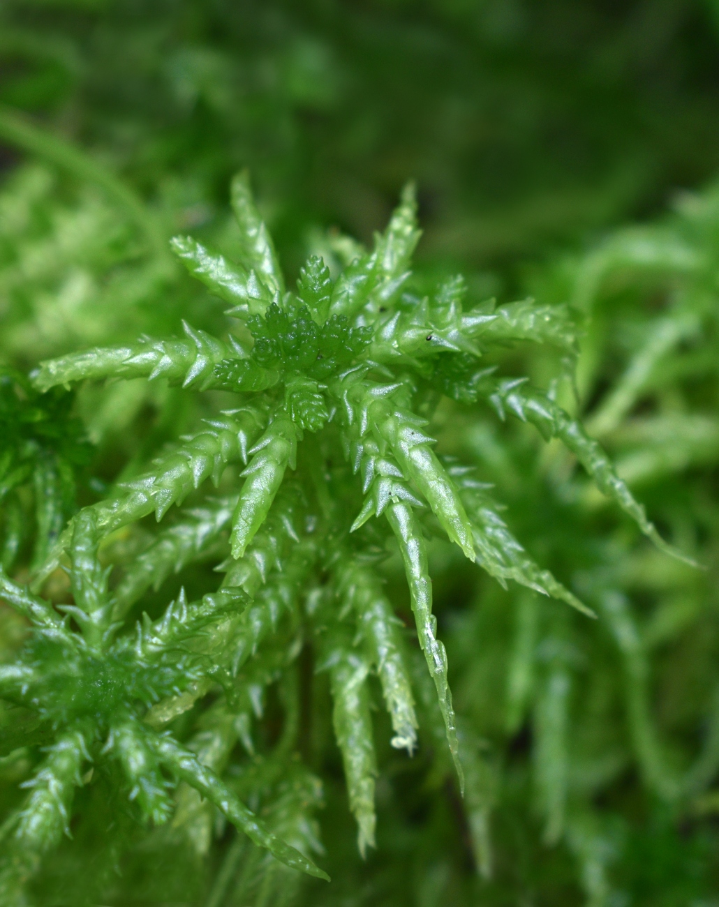 Image of Sphagnum squarrosum specimen.