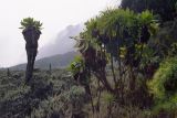 Dendrosenecio adnivalis. Вегетирующие растения. Уганда, горы Рувензори, выс. 4300 м н.у.м., мурленд. 25.01.2005.