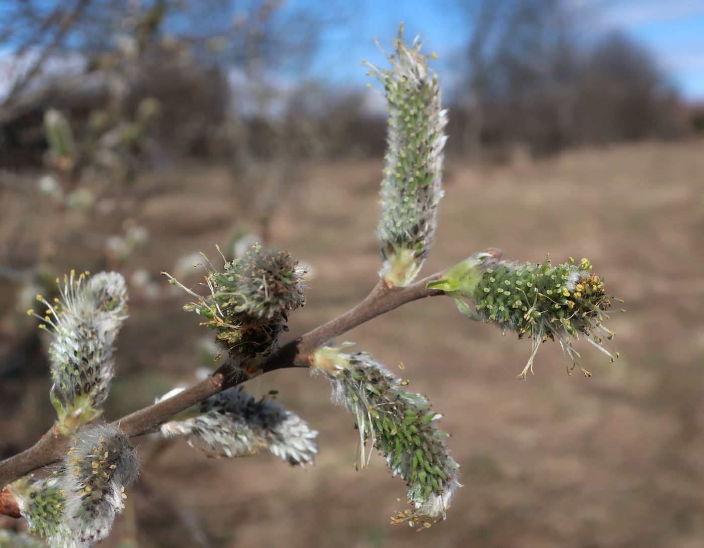 Image of Salix cinerea specimen.