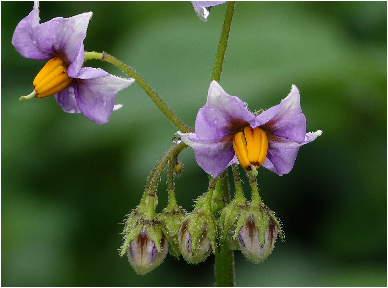 Image of Solanum tuberosum specimen.