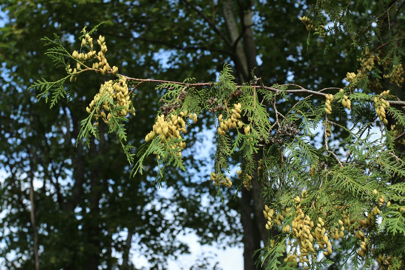 Image of Thuja occidentalis specimen.