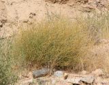 Convolvulus hamadae. Отцветающее растение. Узбекистан, Наманганская обл., Папский р-н, 15 км СЗЗ г. Пап, глинистая полупустыня, дно балки. 21 сентября 2022 г.