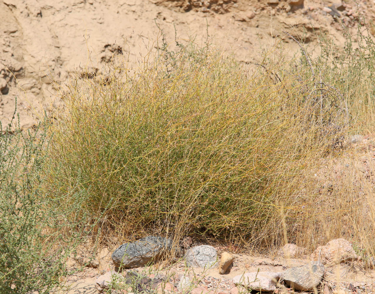 Image of Convolvulus hamadae specimen.