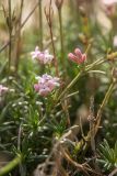 Asperula supina. Верхушки побегов с соцветиями. Краснодарский край, Абинский р-н, гора Папай, каменистый склон южной экспозиции. 16.10.2022.