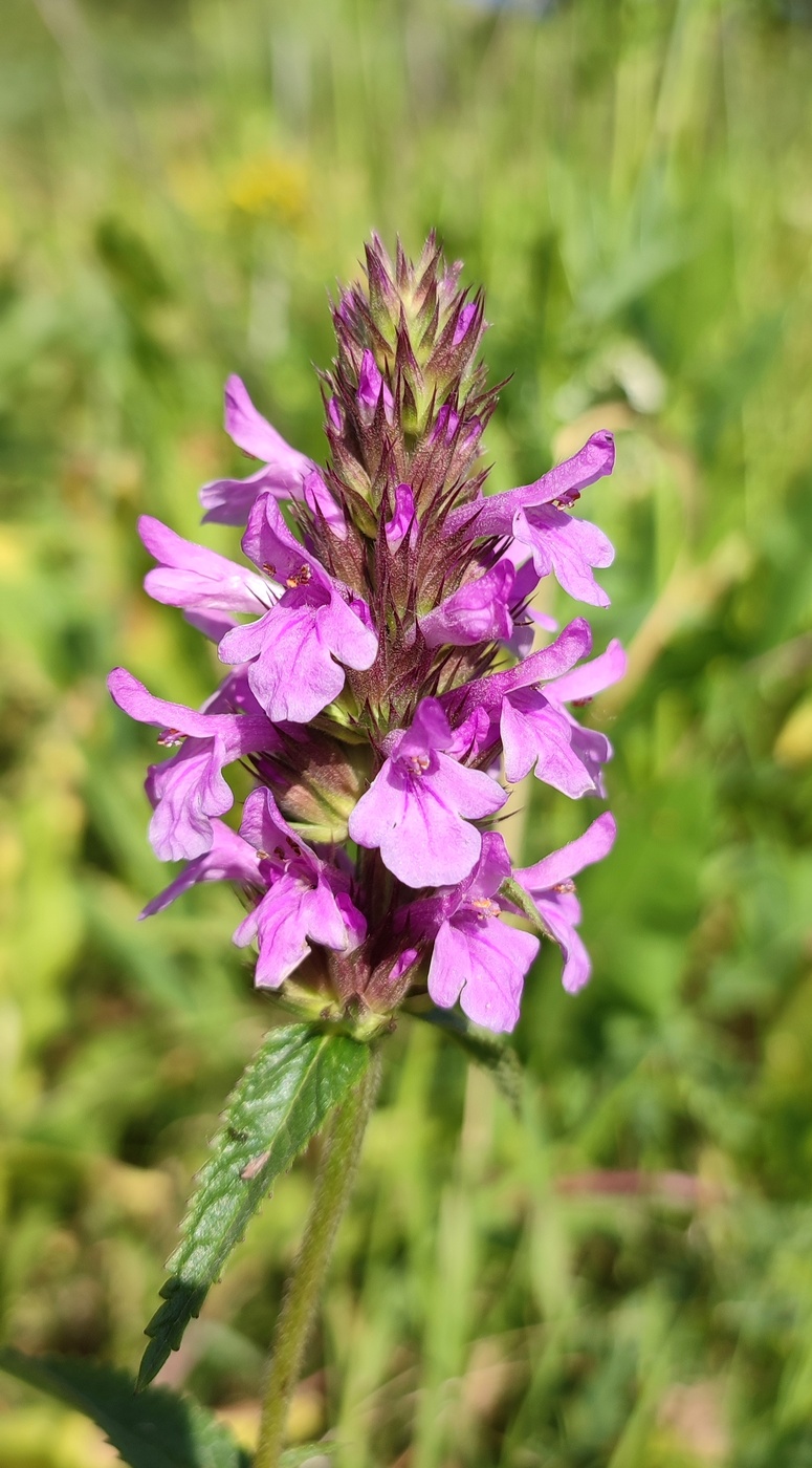 Image of Betonica betoniciflora specimen.