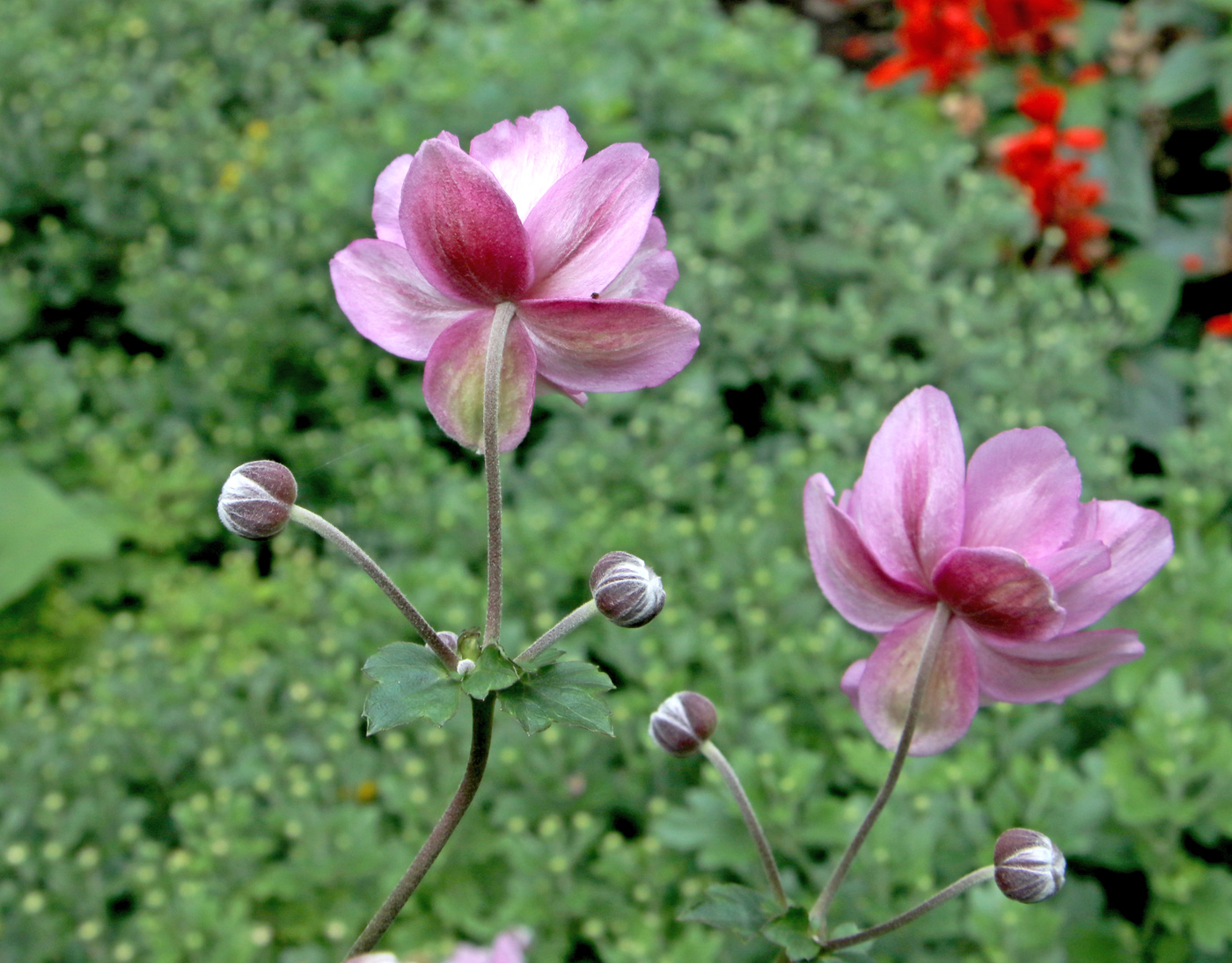 Изображение особи Anemone scabiosa.