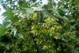 Acer serrulatum. Верхушка ветви с плодами. Абхазия, г. Сухум, Сухумский ботанический сад. 25.09.2022.