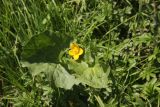 Caltha palustris