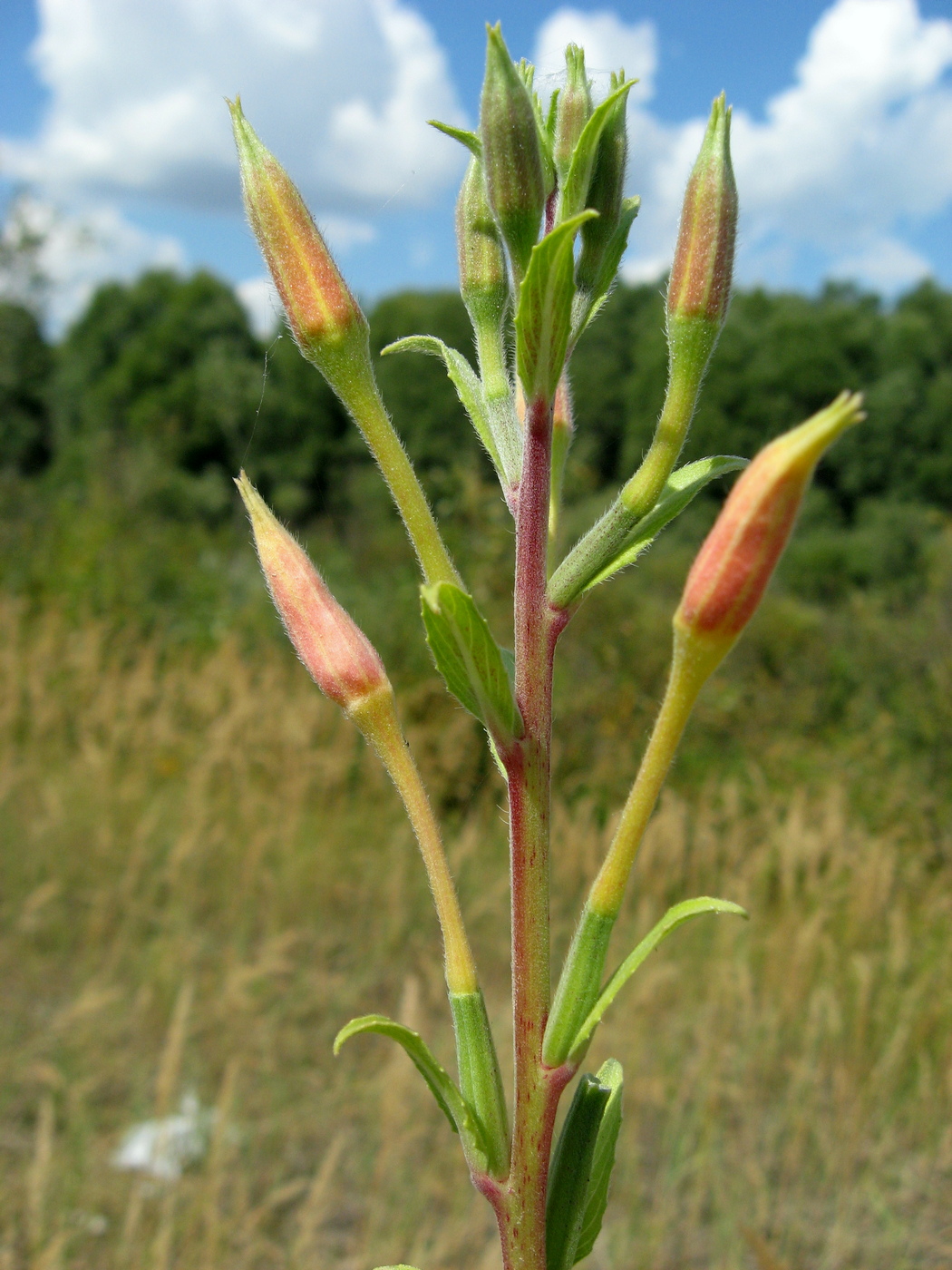 Image of Oenothera depressa specimen.