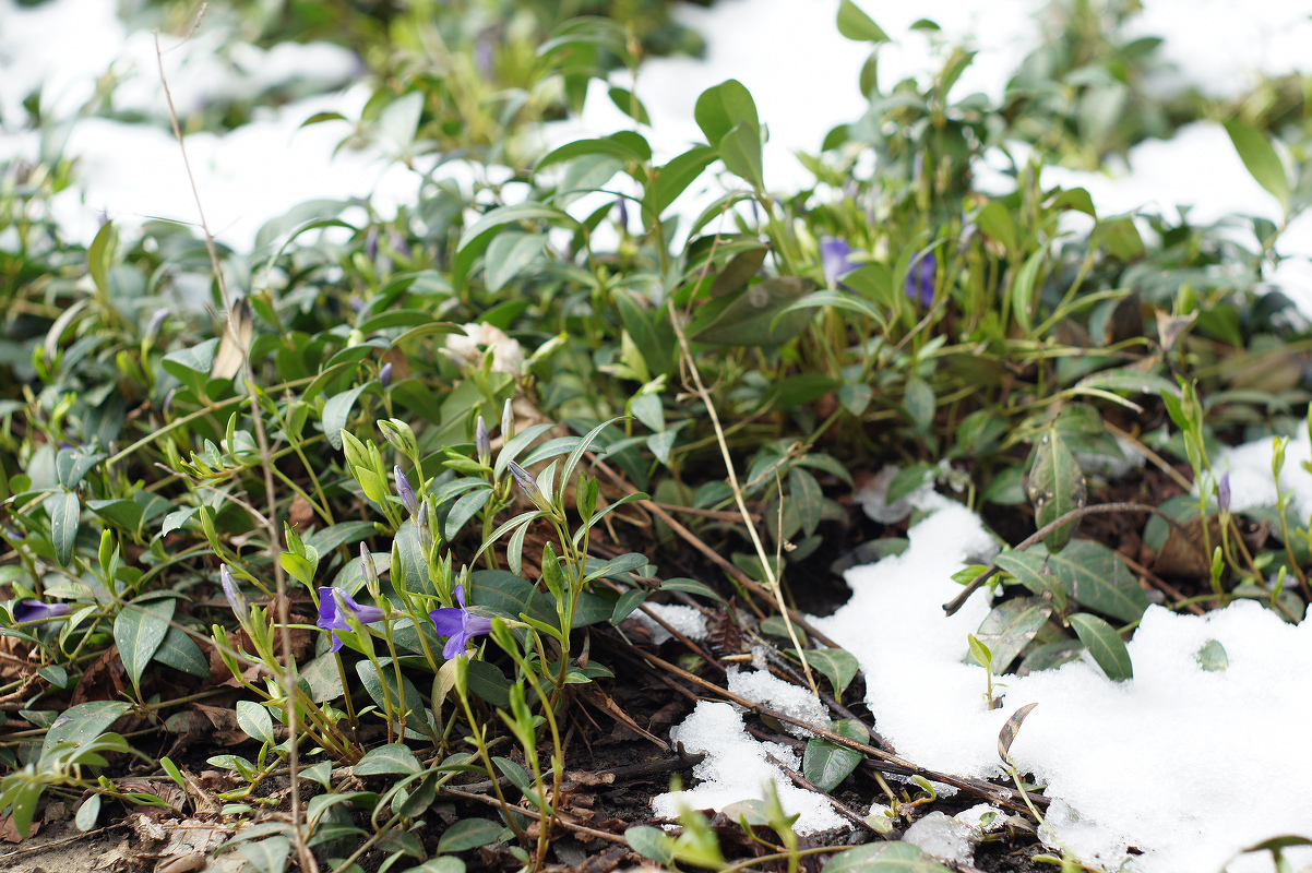 Image of Vinca minor specimen.