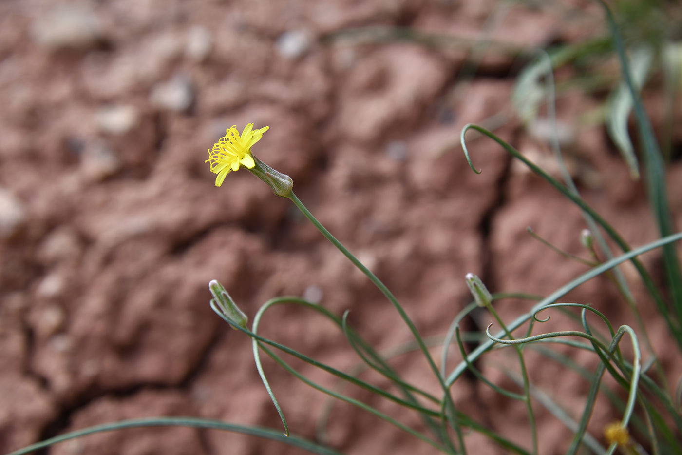 Image of Takhtajaniantha pusilla specimen.