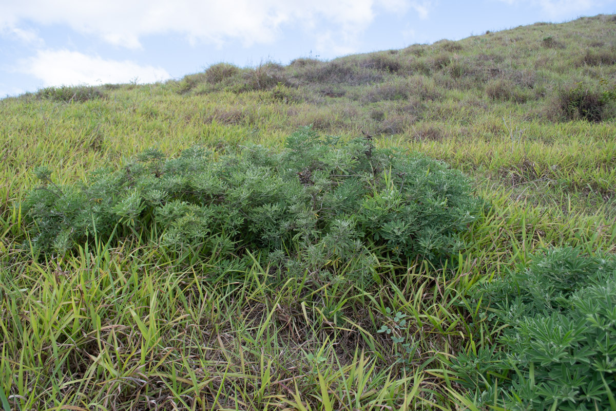 Image of Crotalaria grahamiana specimen.