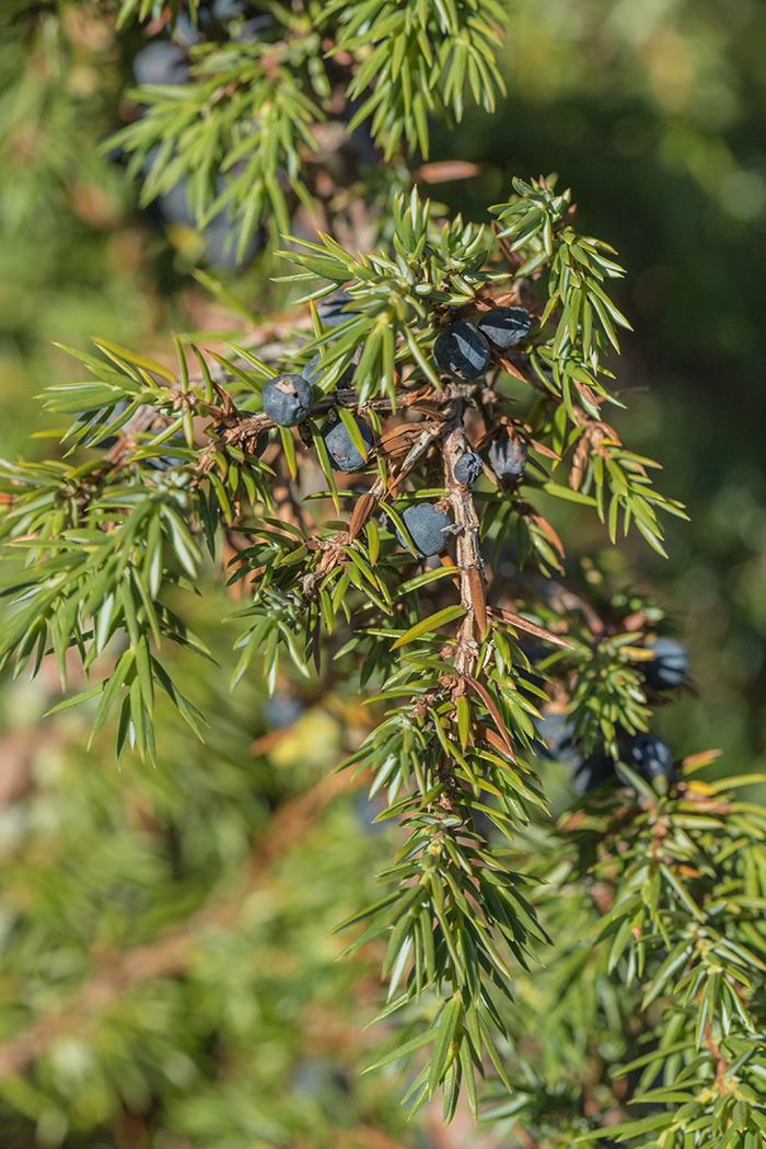 Изображение особи Juniperus communis.