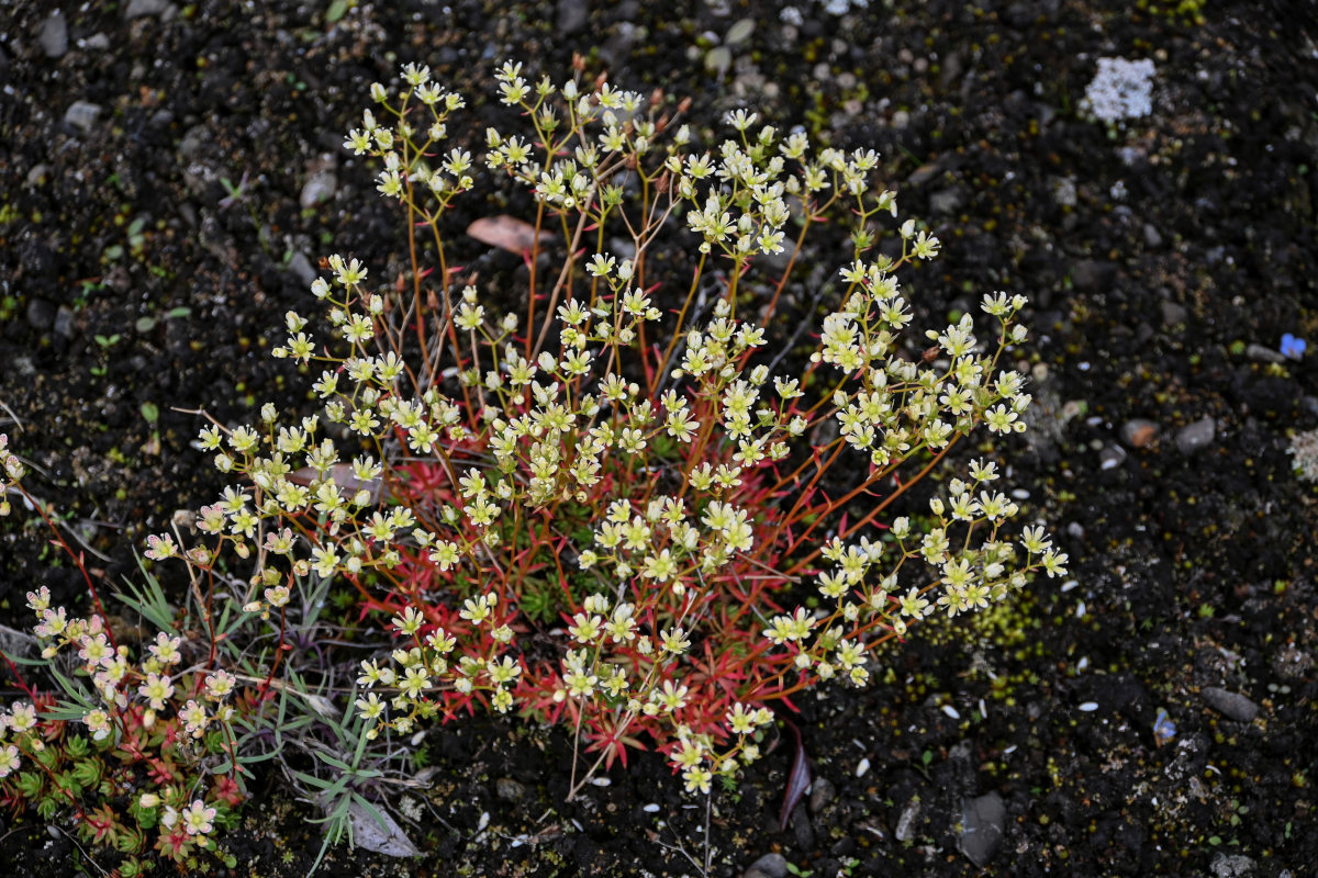 Изображение особи Saxifraga spinulosa.