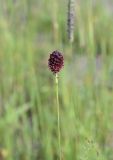 Sanguisorba officinalis. Верхушка цветущего растения. Чечня, Шаройский р-н, юго-восточный склон горы Чархунышкорт, выс. 2200 м н.у.м, луг. 7 августа 2023 г.