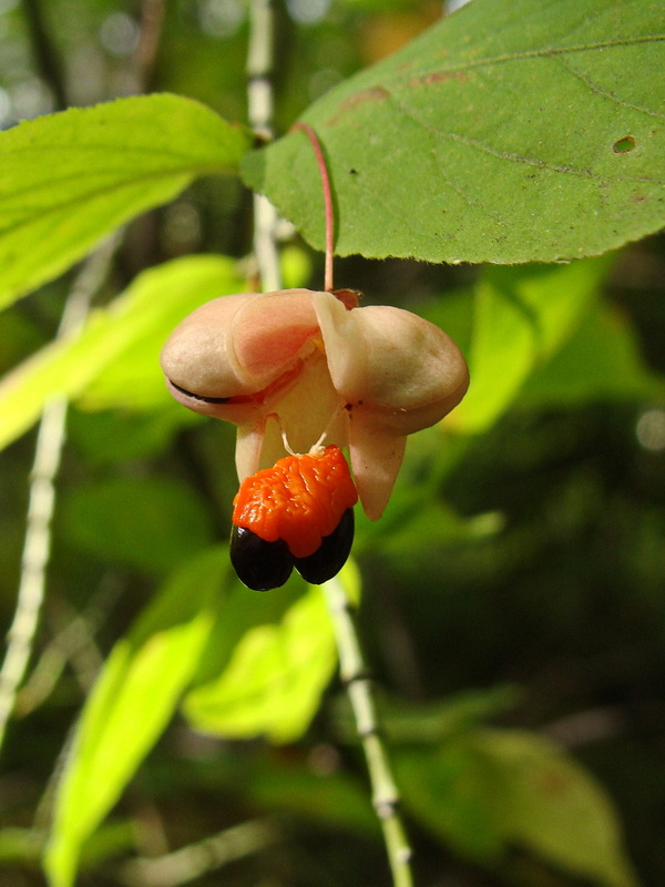 Image of Euonymus pauciflorus specimen.