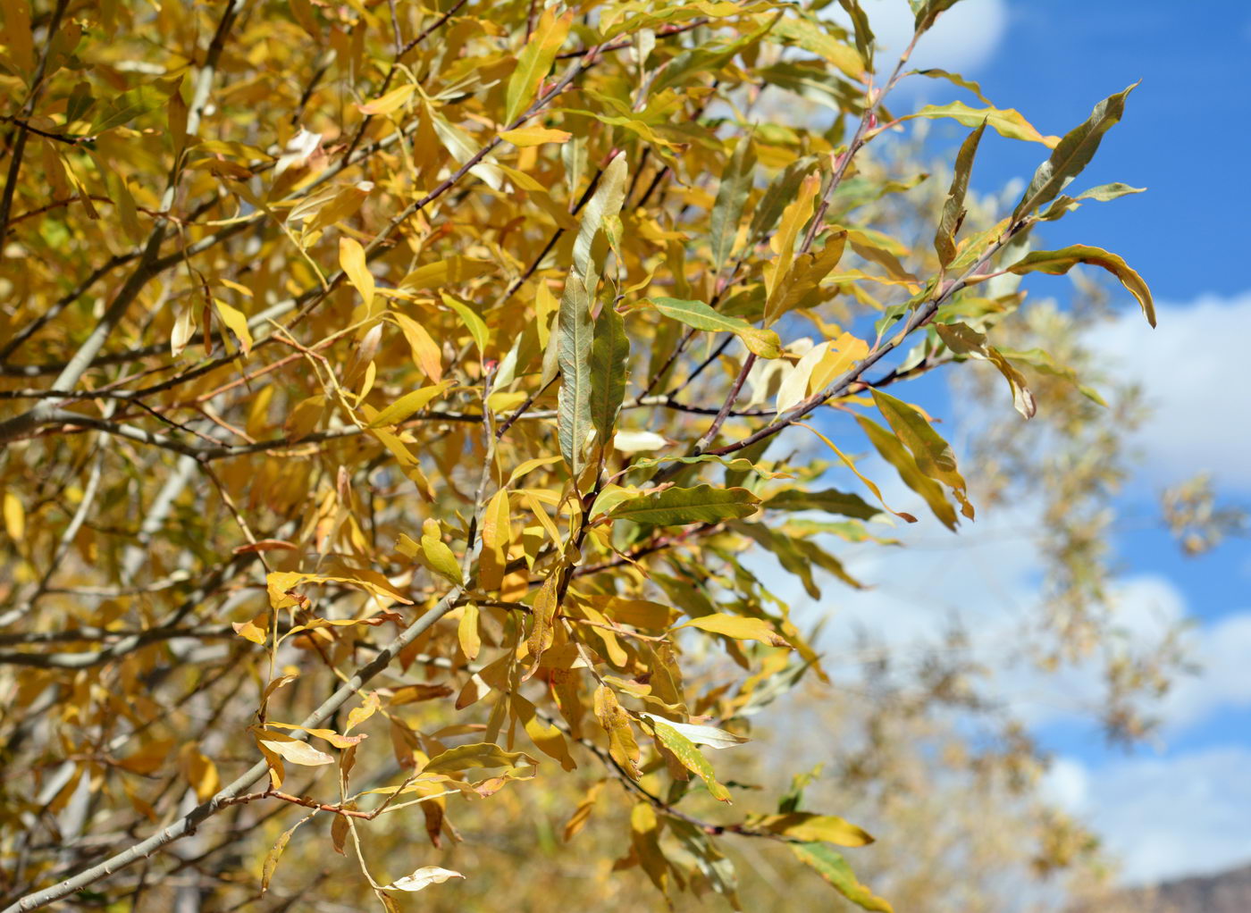 Image of genus Salix specimen.