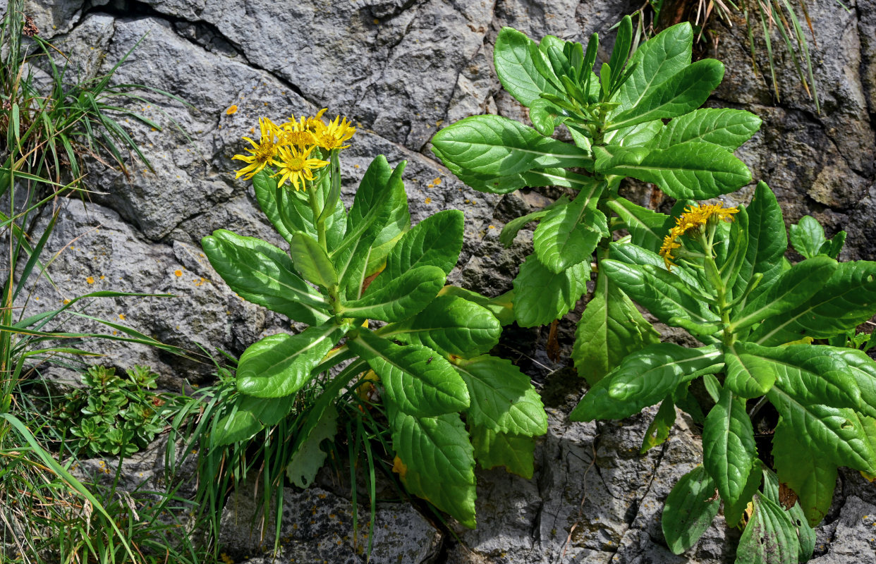 Image of Senecio pseudoarnica specimen.