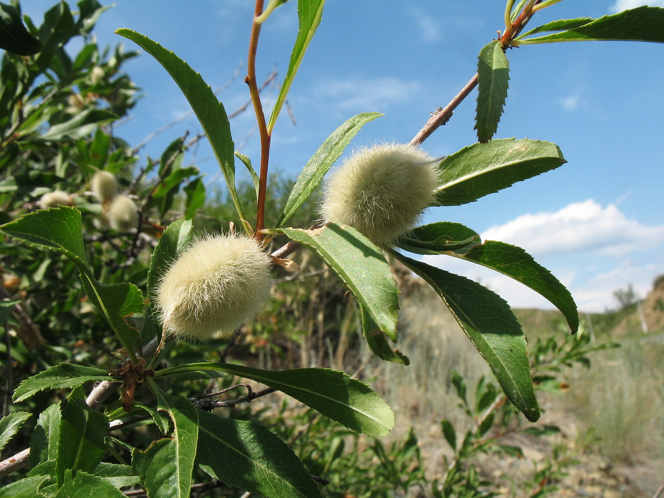 Image of Amygdalus ledebouriana specimen.