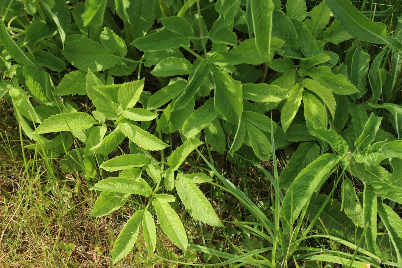 Image of Chaerophyllum aromaticum specimen.