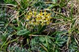 Pedicularis oederi. Цветущее растение. Киргизия, Ошская обл., Памир, Заалайский хр., гребень пика Петровского, ≈ 4000 м н.у.м., альпийский луг. 05.07.2022.