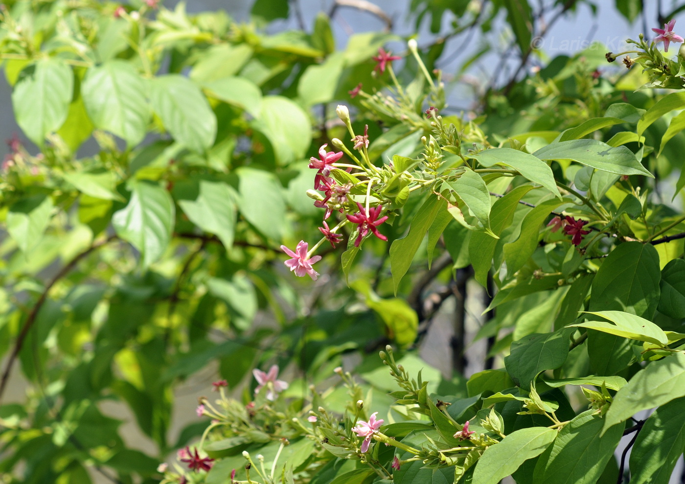 Изображение особи Combretum indicum.