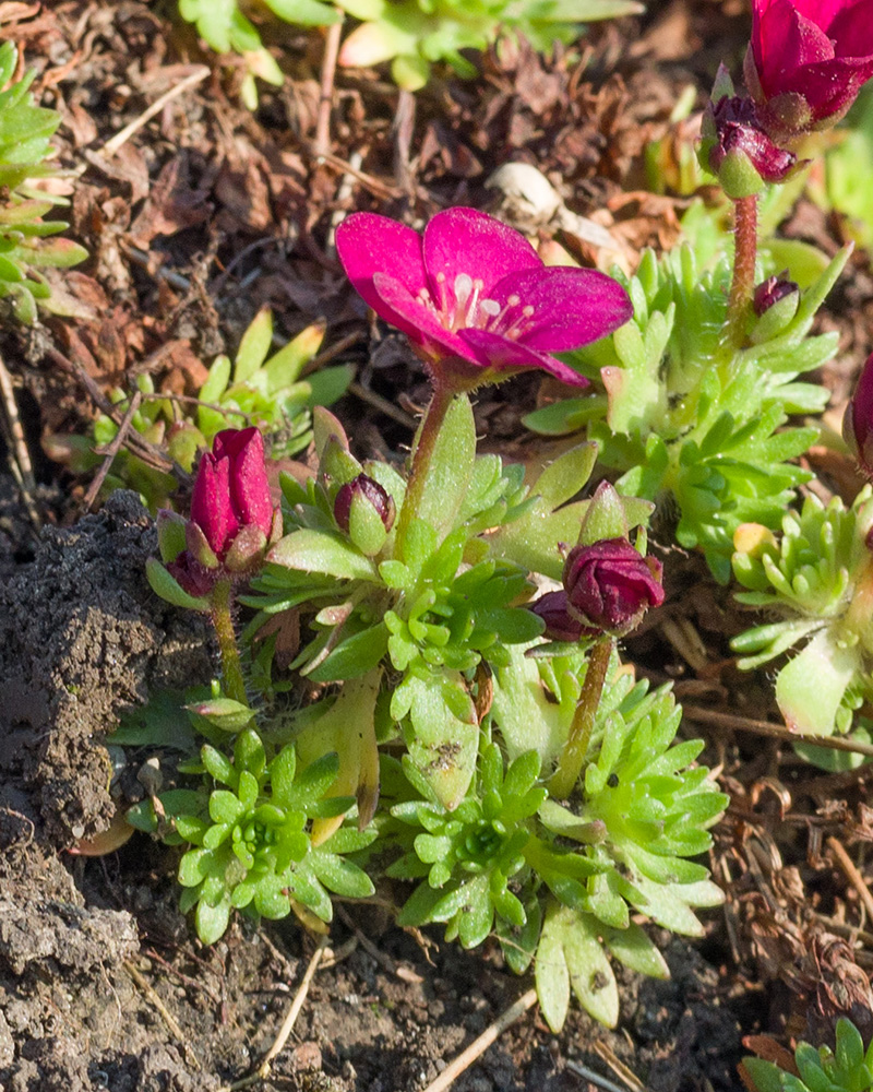 Изображение особи Saxifraga &times; arendsii.