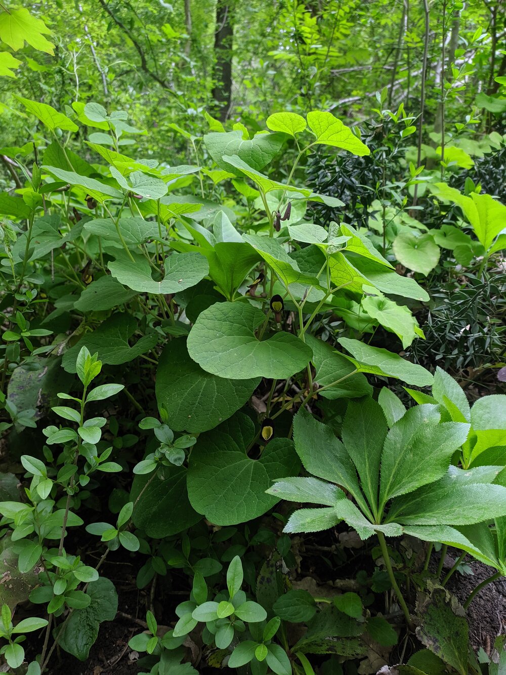 Изображение особи Aristolochia steupii.