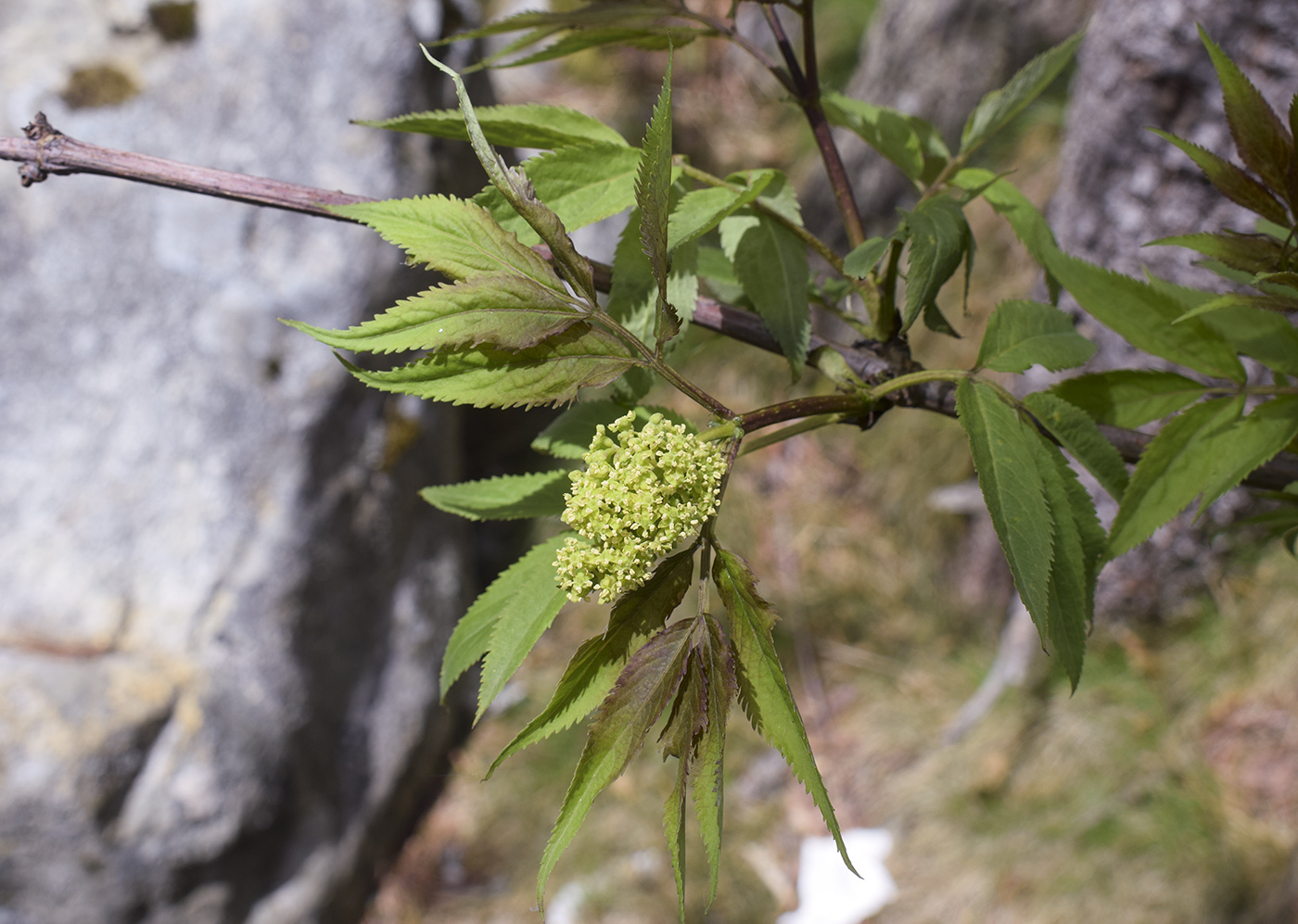 Изображение особи Sambucus racemosa.