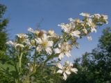 Rubus lloydianus