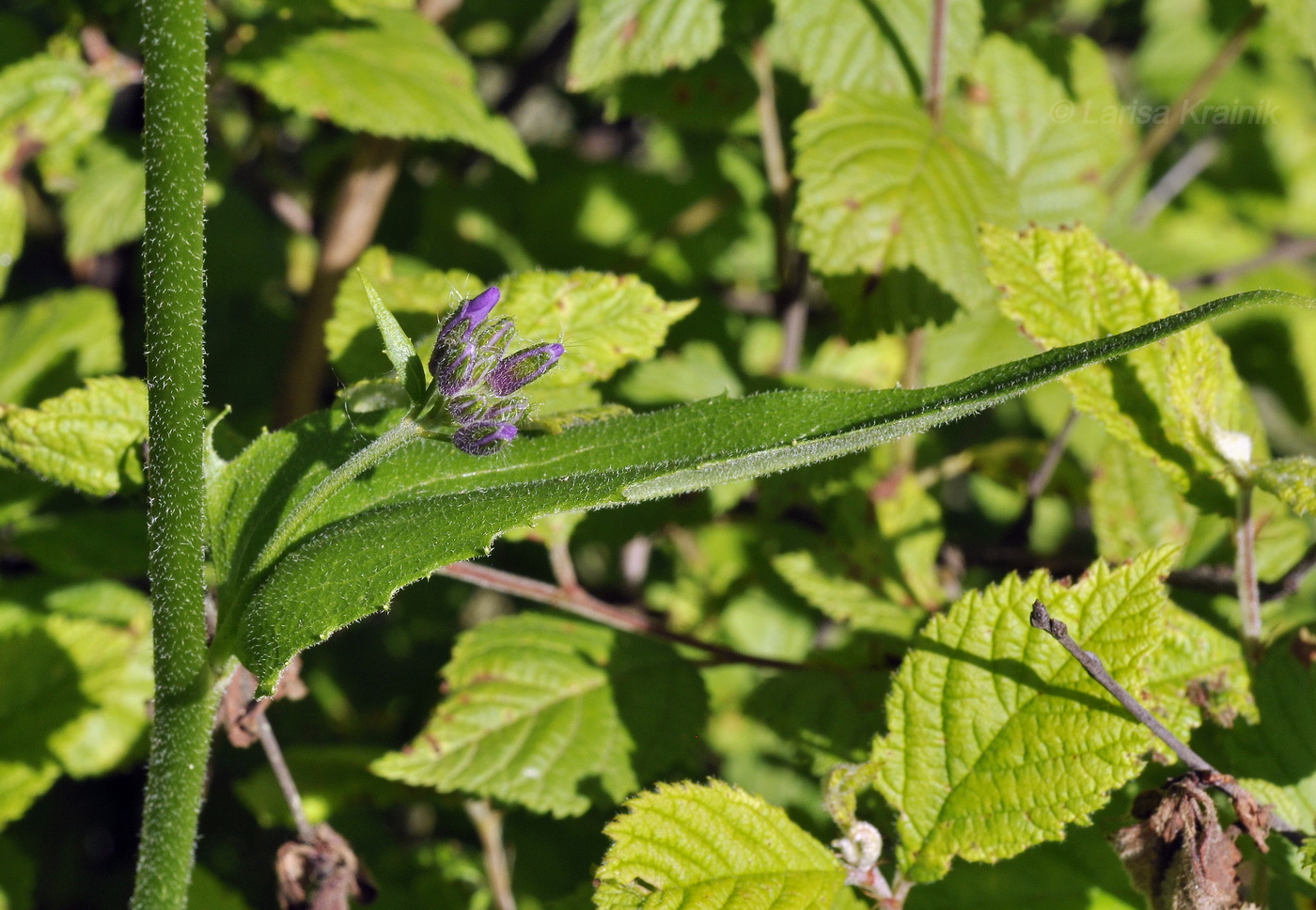 Image of genus Hesperis specimen.