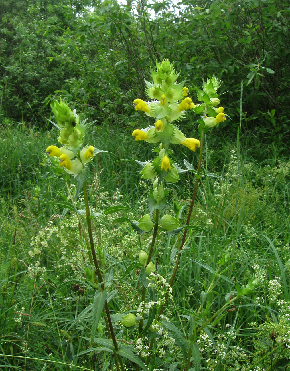 Изображение особи род Rhinanthus.