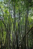 Phyllostachys pubescens. Средние части побегов. Китай, Гуанси-Чжуанский автономный р-н, окр. дер. Фэнлоу, бамбуковая роща. 02.06.2024.