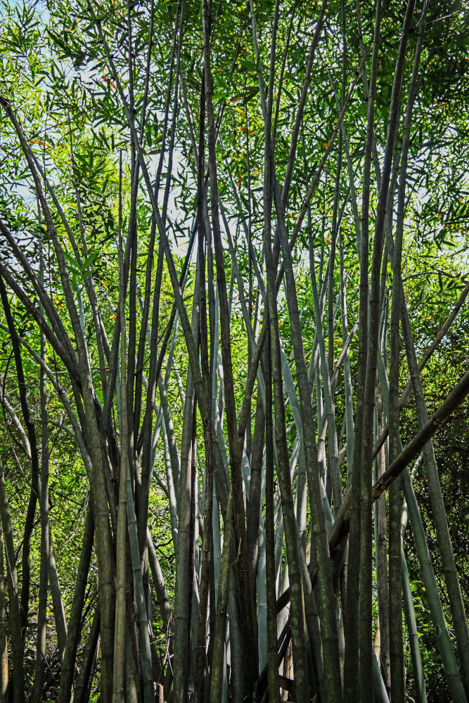 Изображение особи Phyllostachys pubescens.