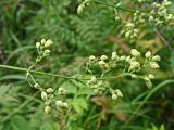 Thalictrum amurense. Соцветие бокового побега с бутонами. Хабаровский край, окр. г. Комсомольск-на-Амуре, у тропинки, рядом с Sorbaria sorbifolia. 21.07.2024.