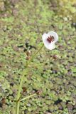 Sagittaria sagittifolia. Верхушка отцветающего соцветия. Тульская обл., Куркинский р-н, окр. степного ур. Горки, р. Дон, в воде у левого берега. 30 июля 2024 г.