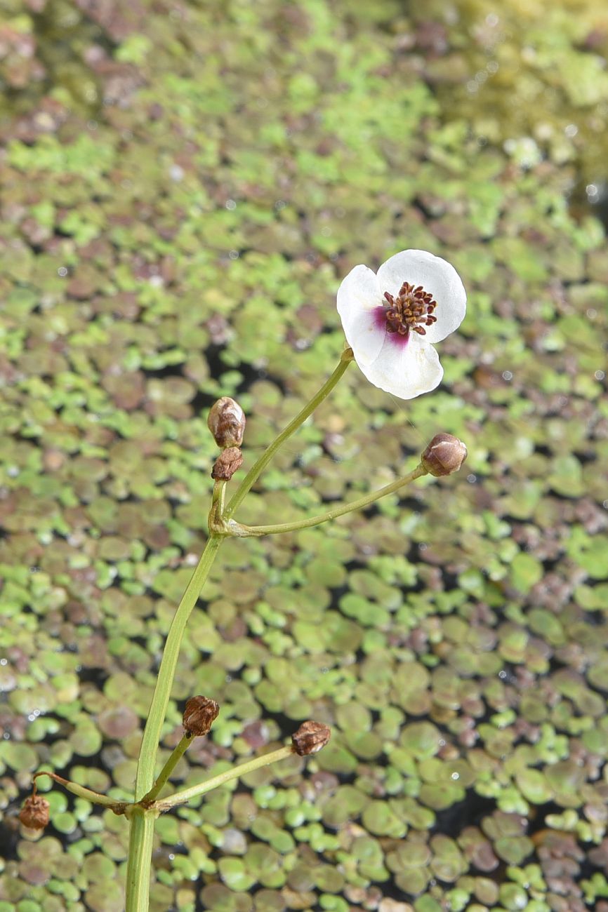 Image of Sagittaria sagittifolia specimen.