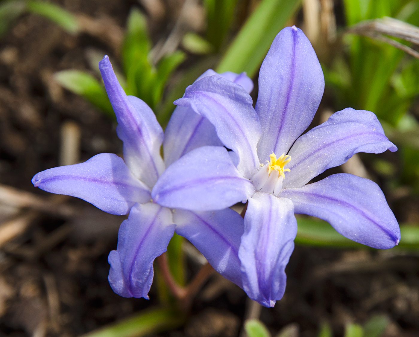 Изображение особи Chionodoxa luciliae.