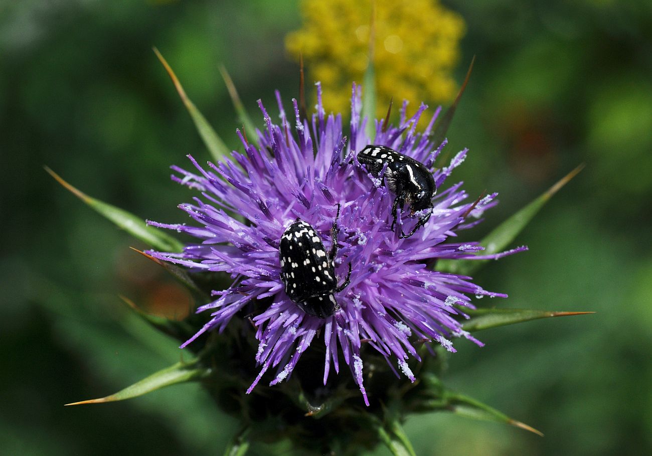 Изображение особи Silybum marianum.