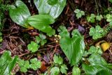 Maianthemum bifolium