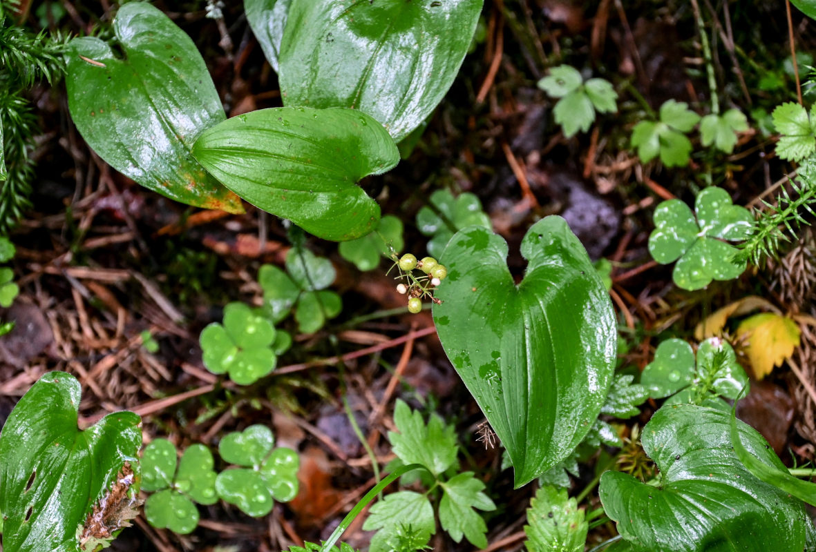 Image of Maianthemum bifolium specimen.