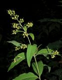 Lysimachia vulgaris. Верхушка плодоносящего растения. Ульяновская обл., окр. г. Димитровград, пойма р. Мал. Ерыклы, заболоченный черноольховый лес. 23.07.2023.