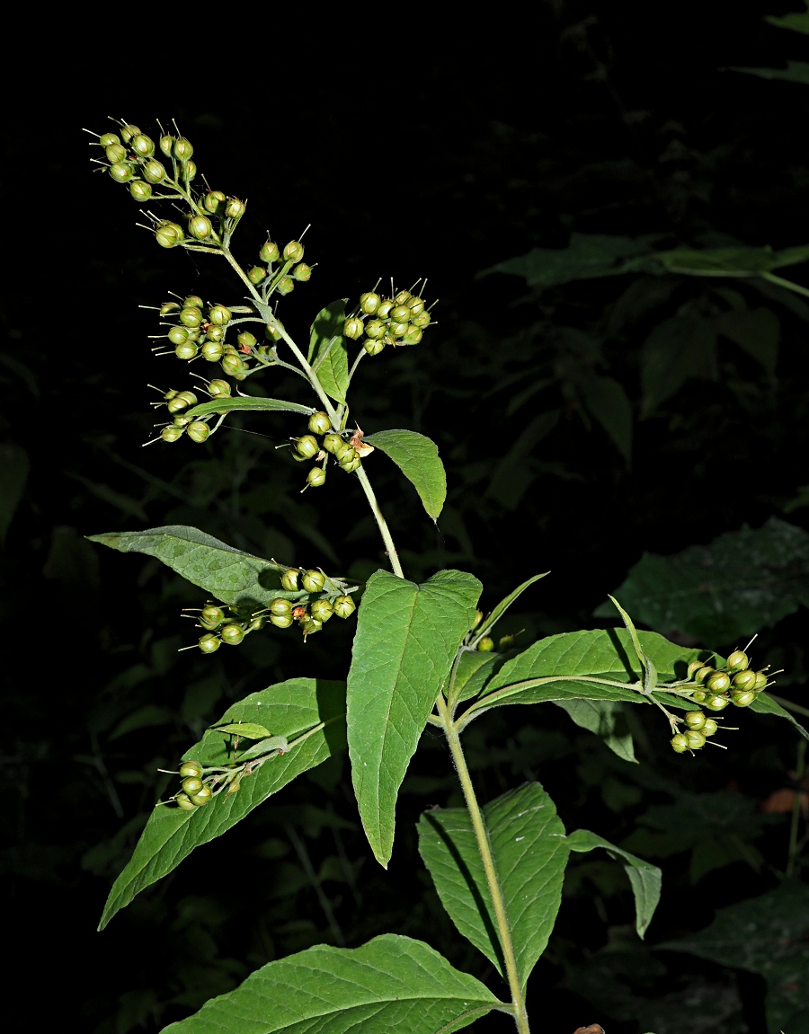 Изображение особи Lysimachia vulgaris.