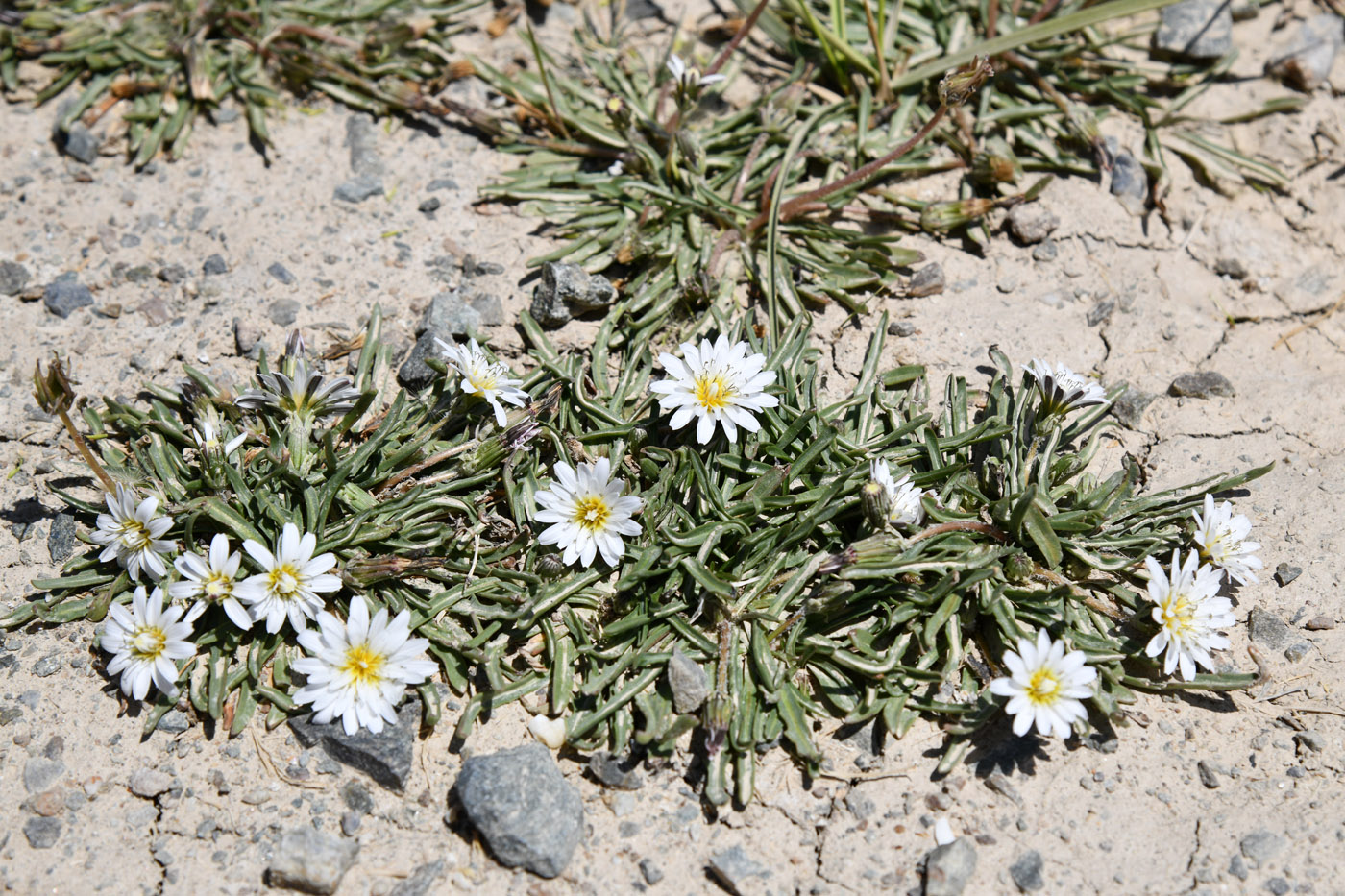 Image of Taraxacum candidatum specimen.