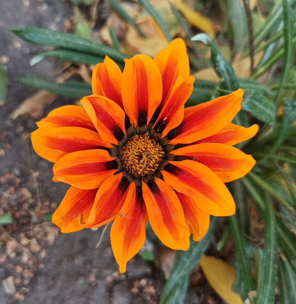 Image of Gazania &times; hybrida specimen.