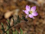 Spergularia rubra