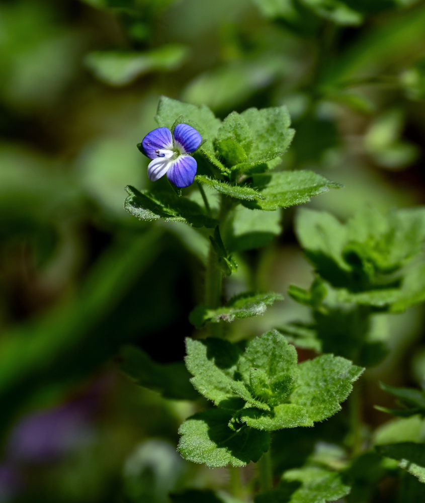 Image of Veronica persica specimen.